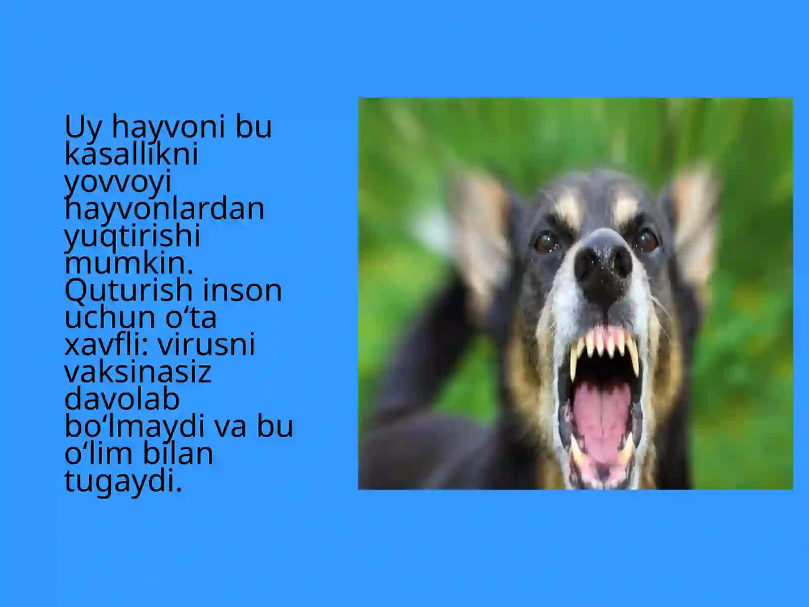 Odamlarvahayvonlarningommaviyyuqumlikkasalanishdaaholinigharakati 3