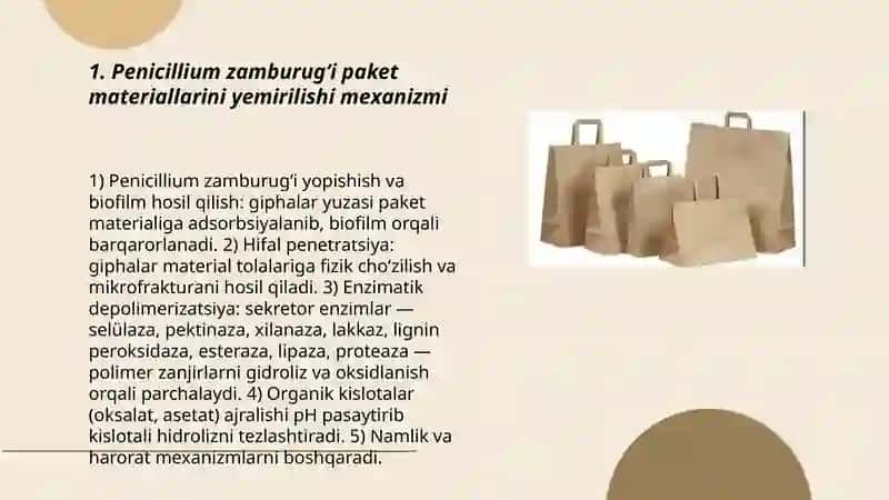 Penicillium zamburugʻi paket tarkibini yemirilishi 3