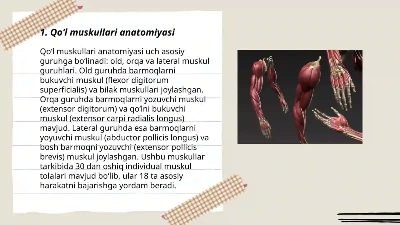 Qoʻl muskullari anatomiyasi 3
