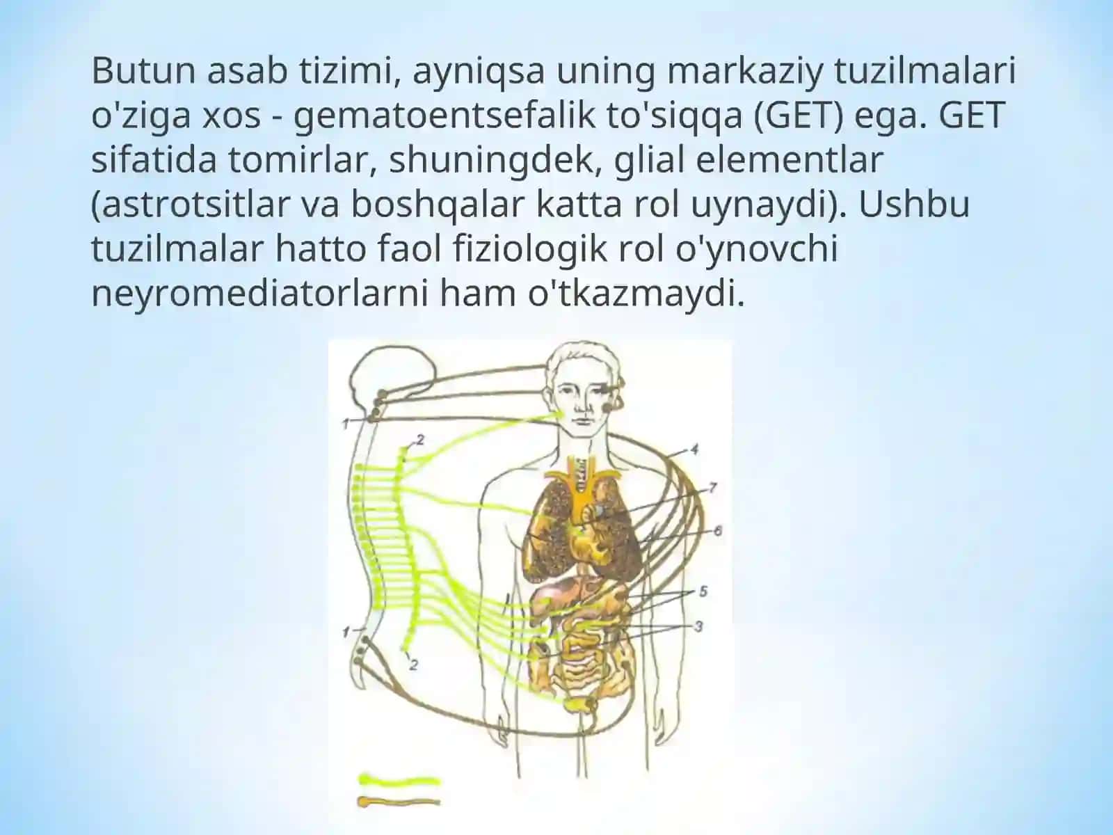 Asab tizimi (NS) 3