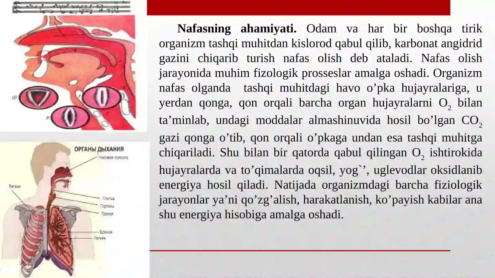 Nafas sistemasining yosh xususiyatlari va gigiyenasi 3