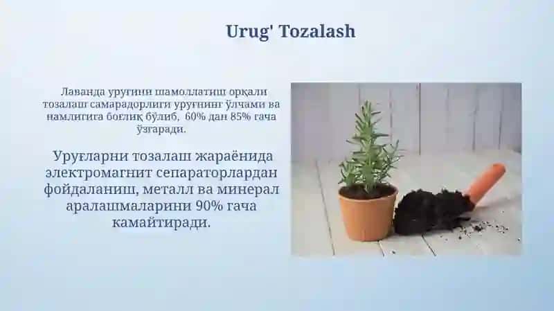 Lavanda urug'i yetishtirish biologiyasi 3