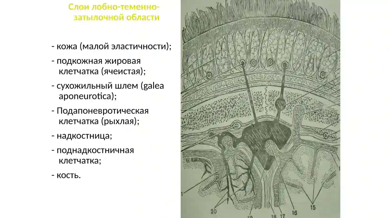 Отделы головы 3