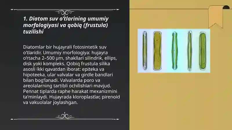 Diatom suvòtlari vakillari va tallomlarini òrganish 3