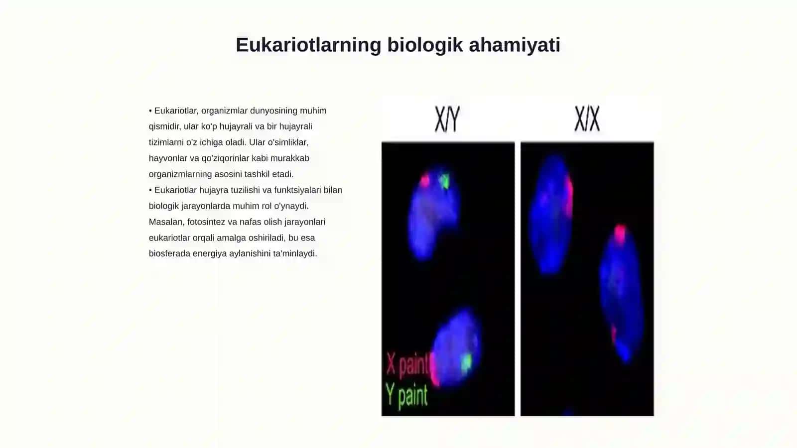 Eukariotlarning kelib chiqishi togrisidagi nazarya 3