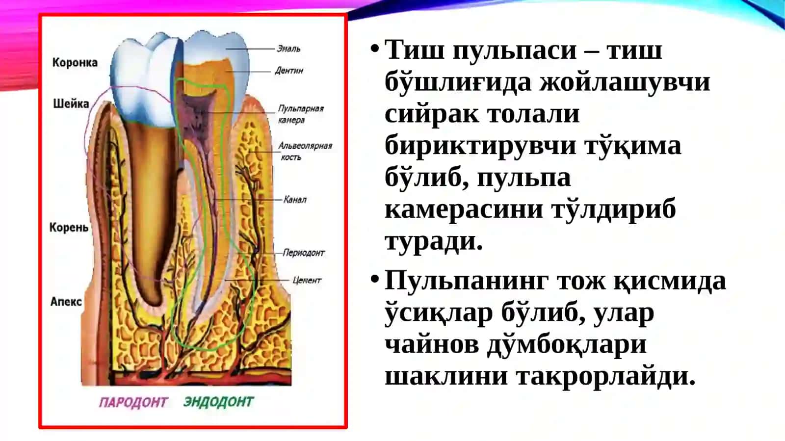 Таснифи. Этиология. Патогенез 3