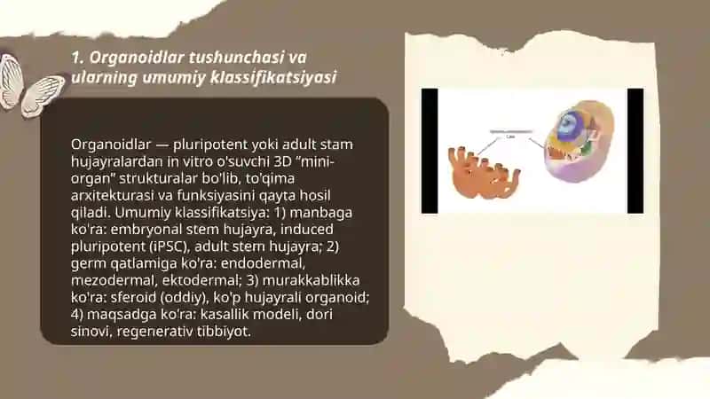Organoidlarining klassifikatsiyasi 3