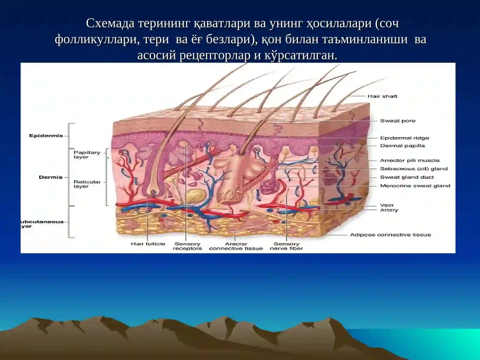 Гистология кафедраси 3