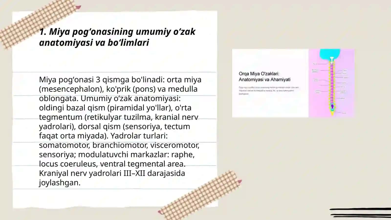 Miya pog'onasida oʻzaklarning joylashuvi va ularning klinik ahamiyati 3