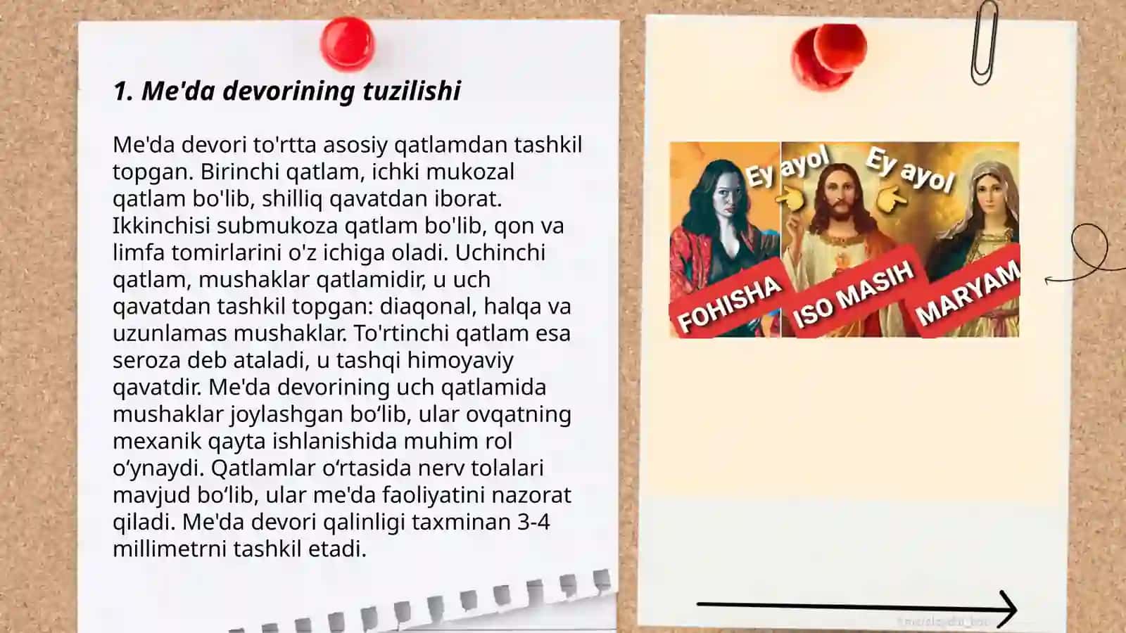 Meʼda baryer-himoya qilish sistemasining hujayraviy tuzilishi 3