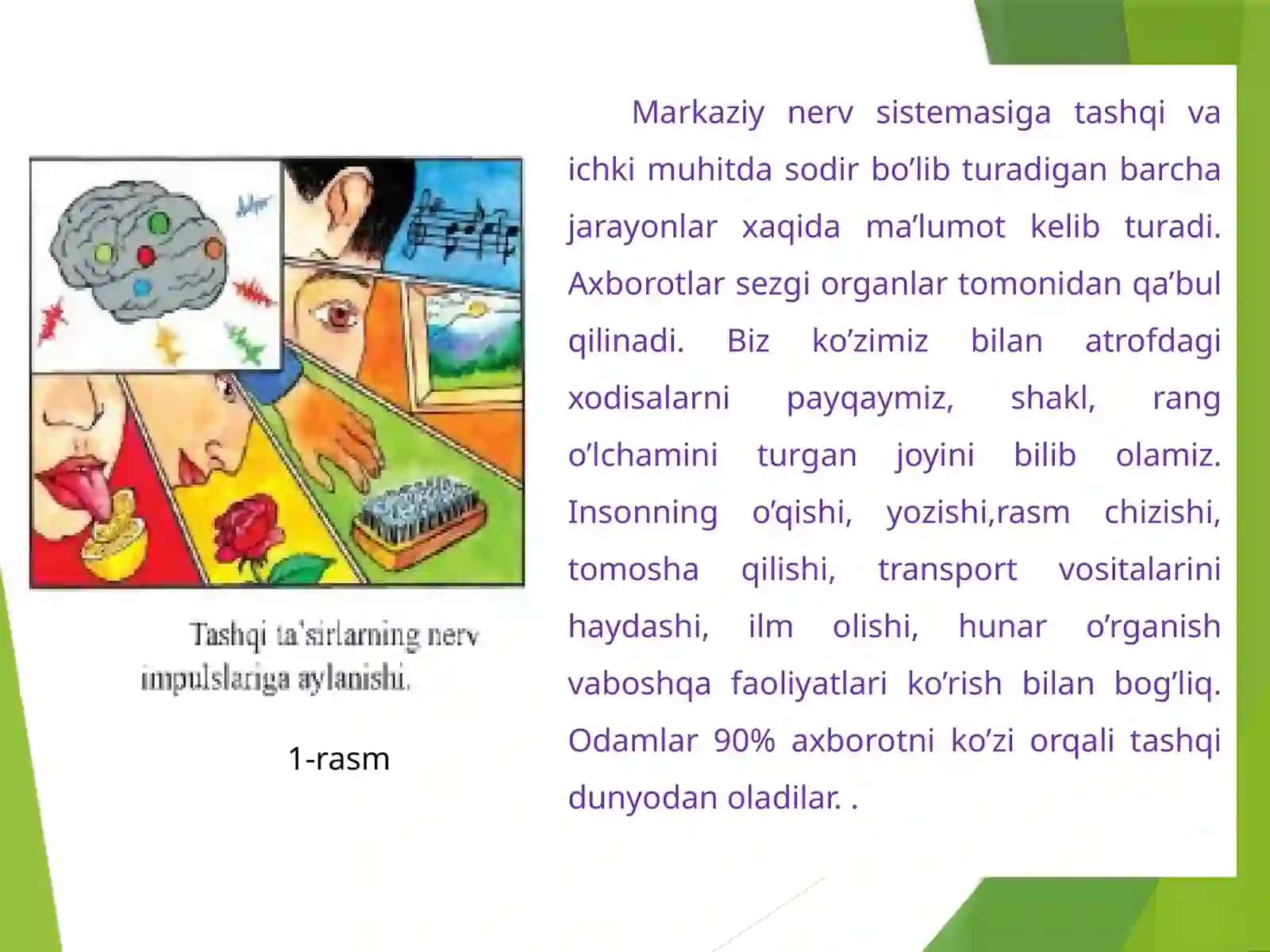 Ko’rish  analizatorlari 3