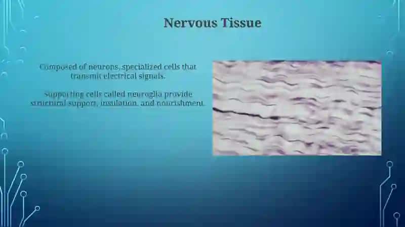 Histologiya 3