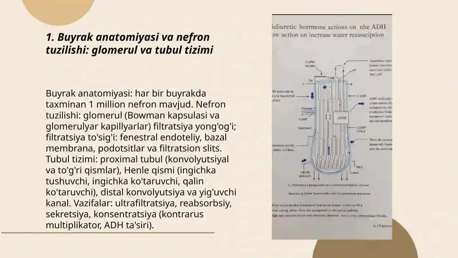 Buyrak anatomiyasi va nefron tuzilishi: glomerul va tubul tizimi 3