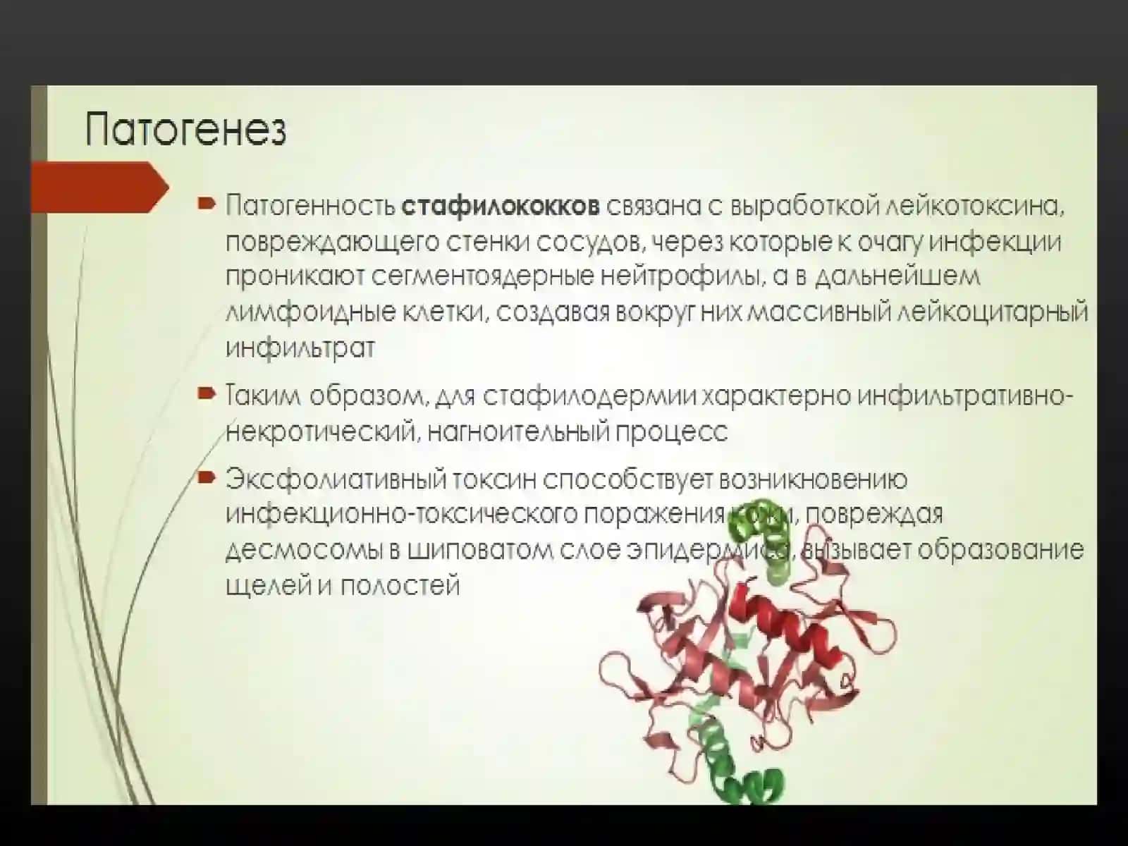 СТАФИЛОДЕРМИИ 3