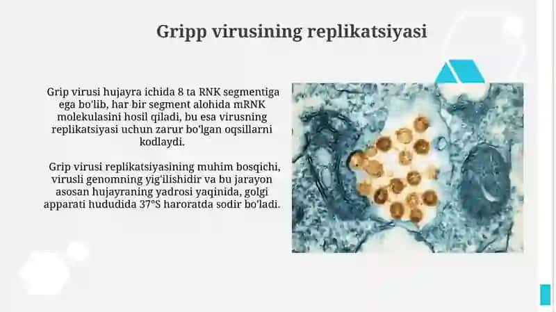 Gripp virusining replikatsiyasi 3