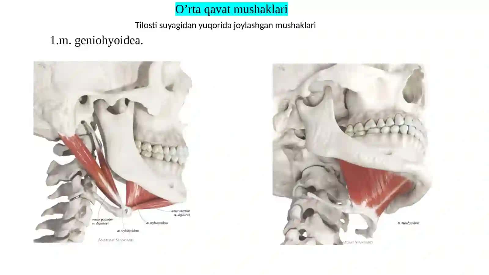 Bo‘yin mushaklari: tasnifi, topografik va funksional anatomiyasi. Bo‘yin uchburchaklari, fassiyalari. Bosh sohasi mushaklari. Mimika va chaynov mushaklarining xususiyatlari, topografik va funksional anatomiyasi. Bosh va bo‘yin sohasidagi kletchatka bo‘shliqlari. 3