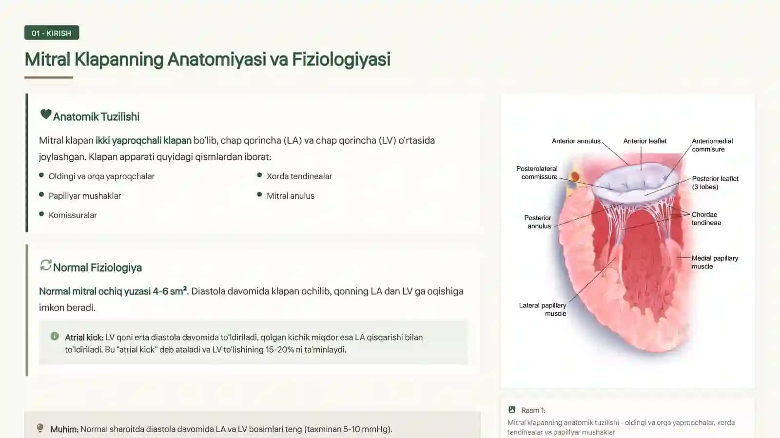 Mitral Stenozda 3