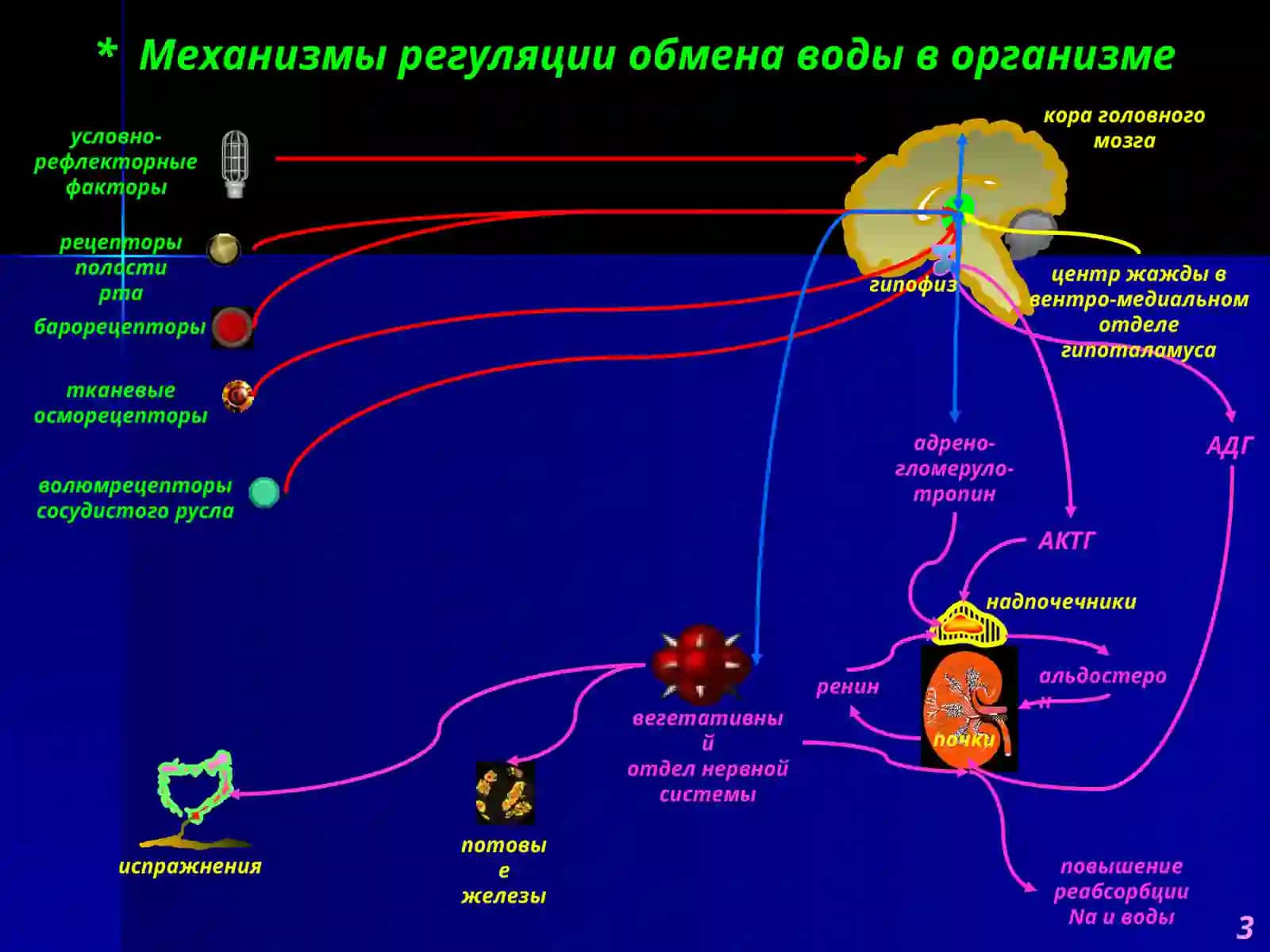Патофизиология водно-солевого обмена 3
