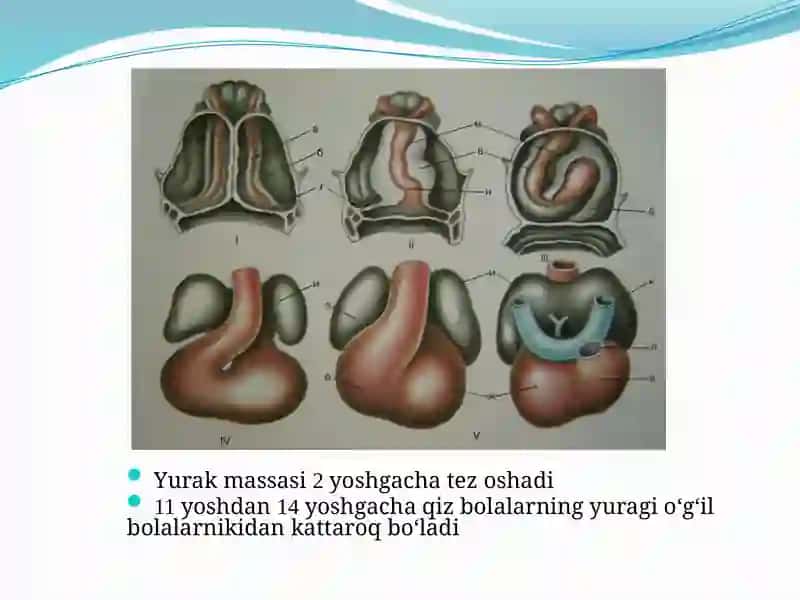 Yurak anatomiya va fiziologiyasi 3