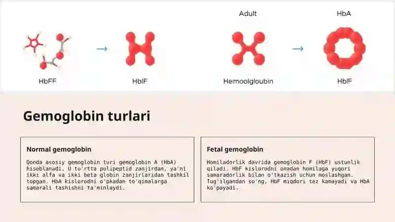 Gemoglabin va uning turlari 3