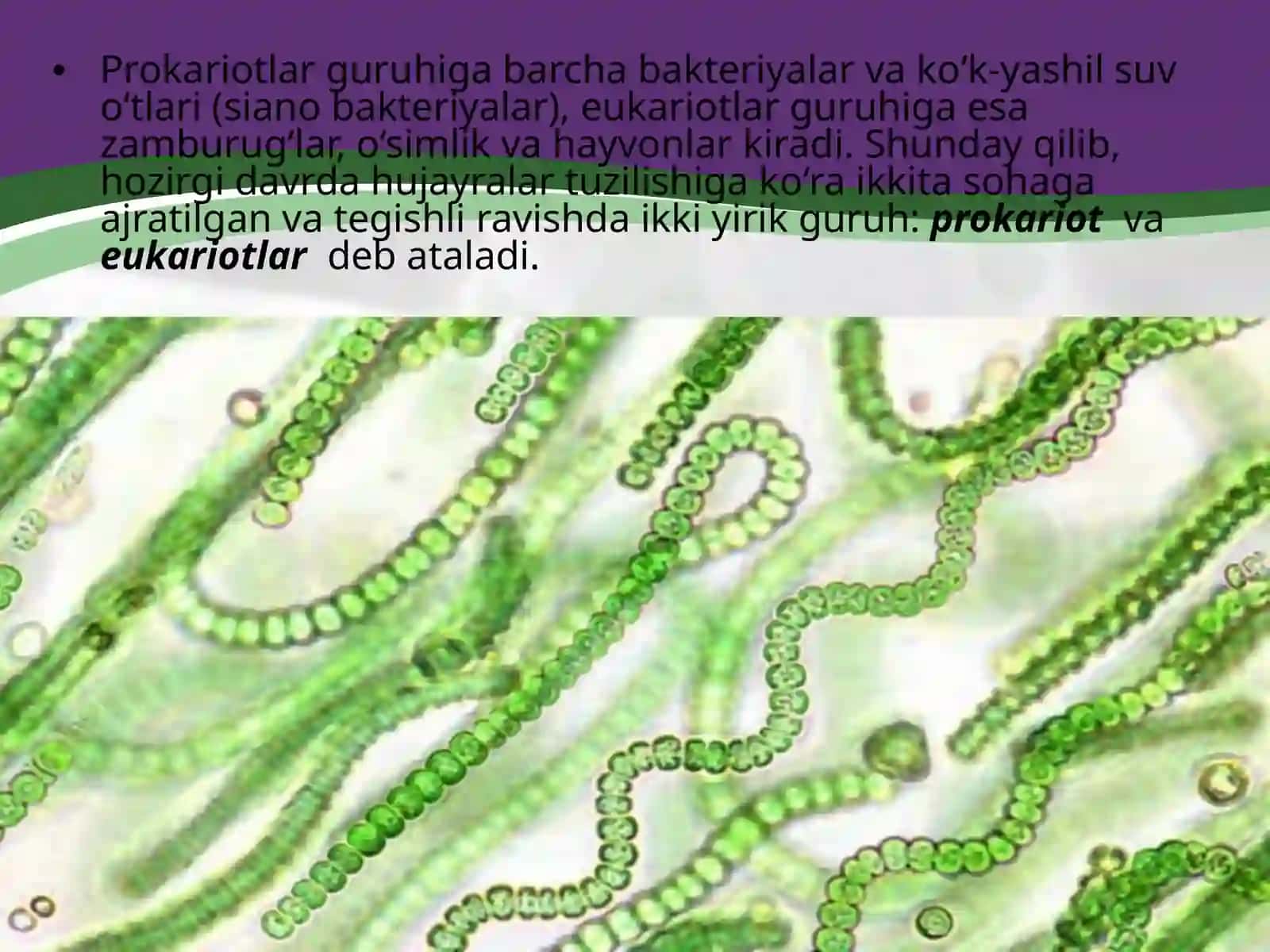 Prokariothujayra 3