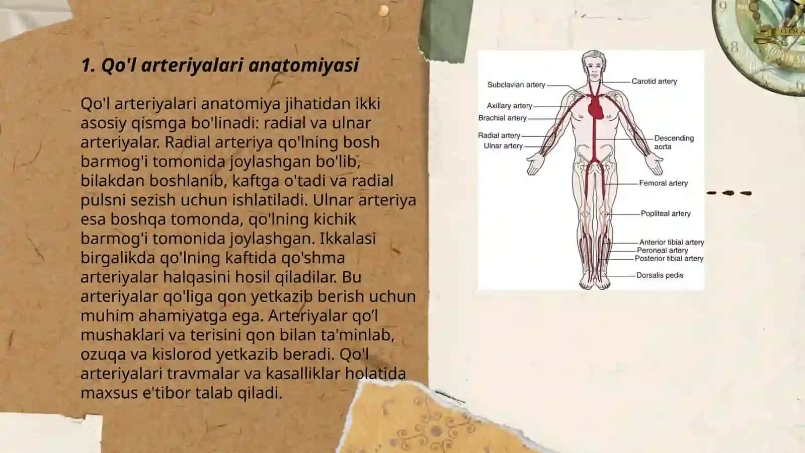 Qo’l va oyoq arteriyalari tarmoqlari pulsatsiya nuqtalari 3