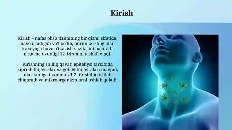 Xasim tizim azolari nafas olish orginlarning tuzilishi 3