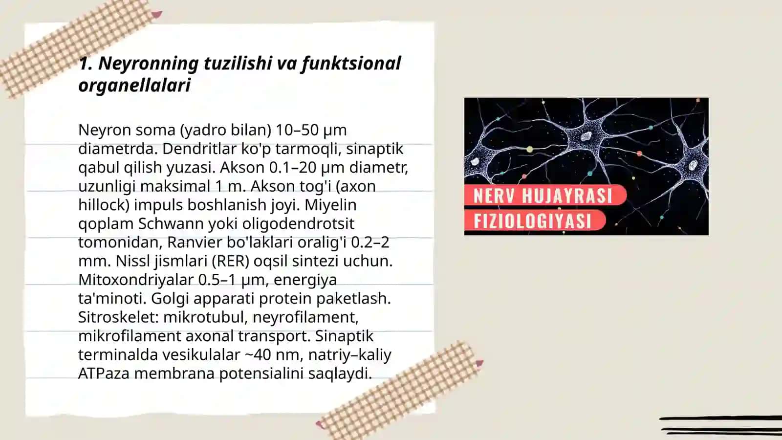 Neyron va nerv tolalari fiziologiyasi.sinapslar fiziologiyasi 3