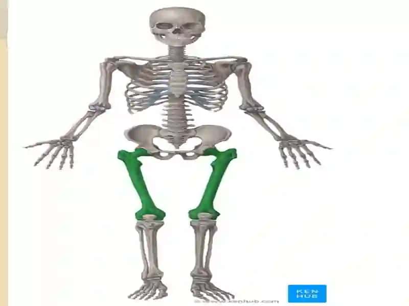 Oyoqanatomiyasi 3
