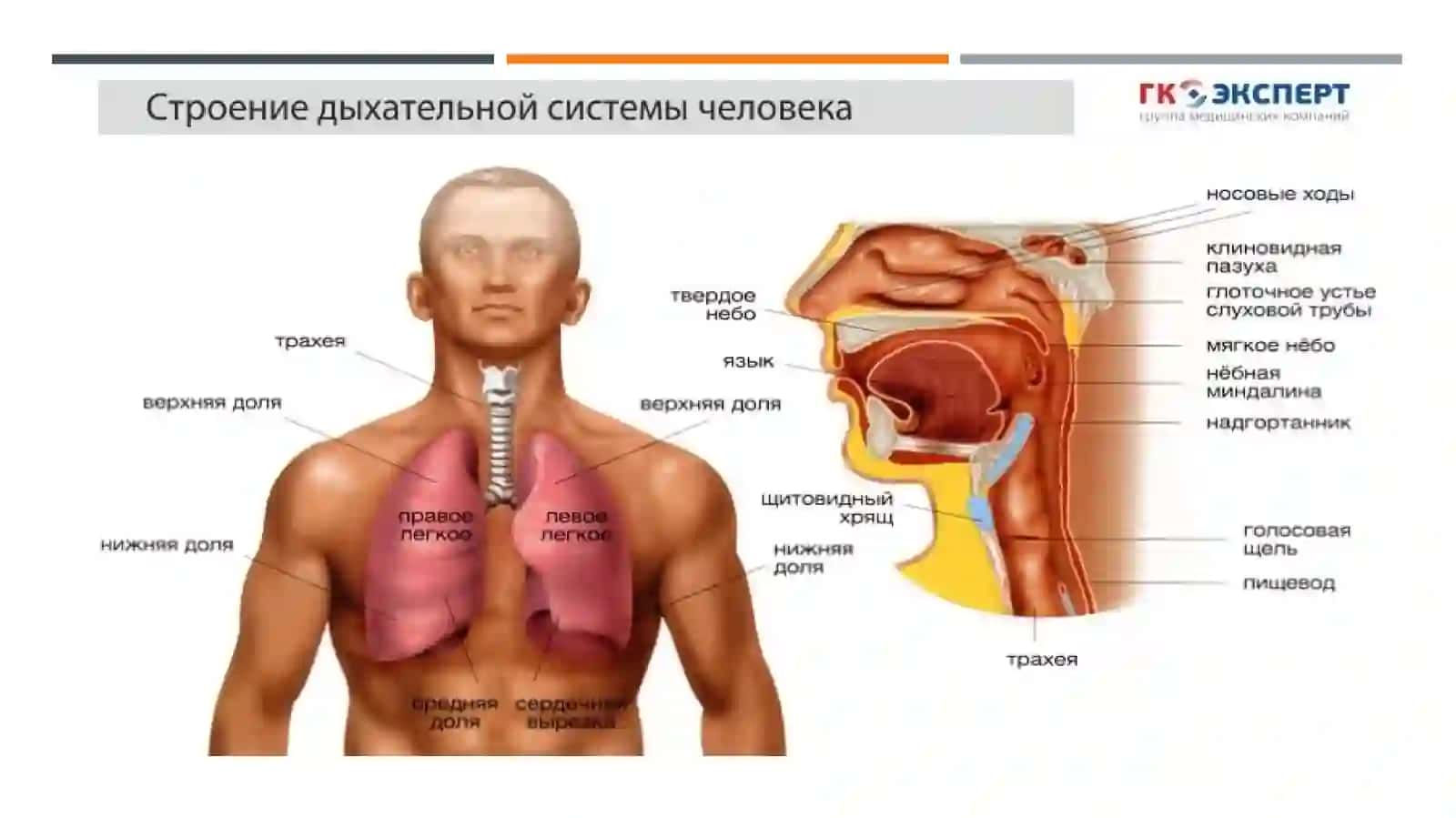 Дыхательная система 3