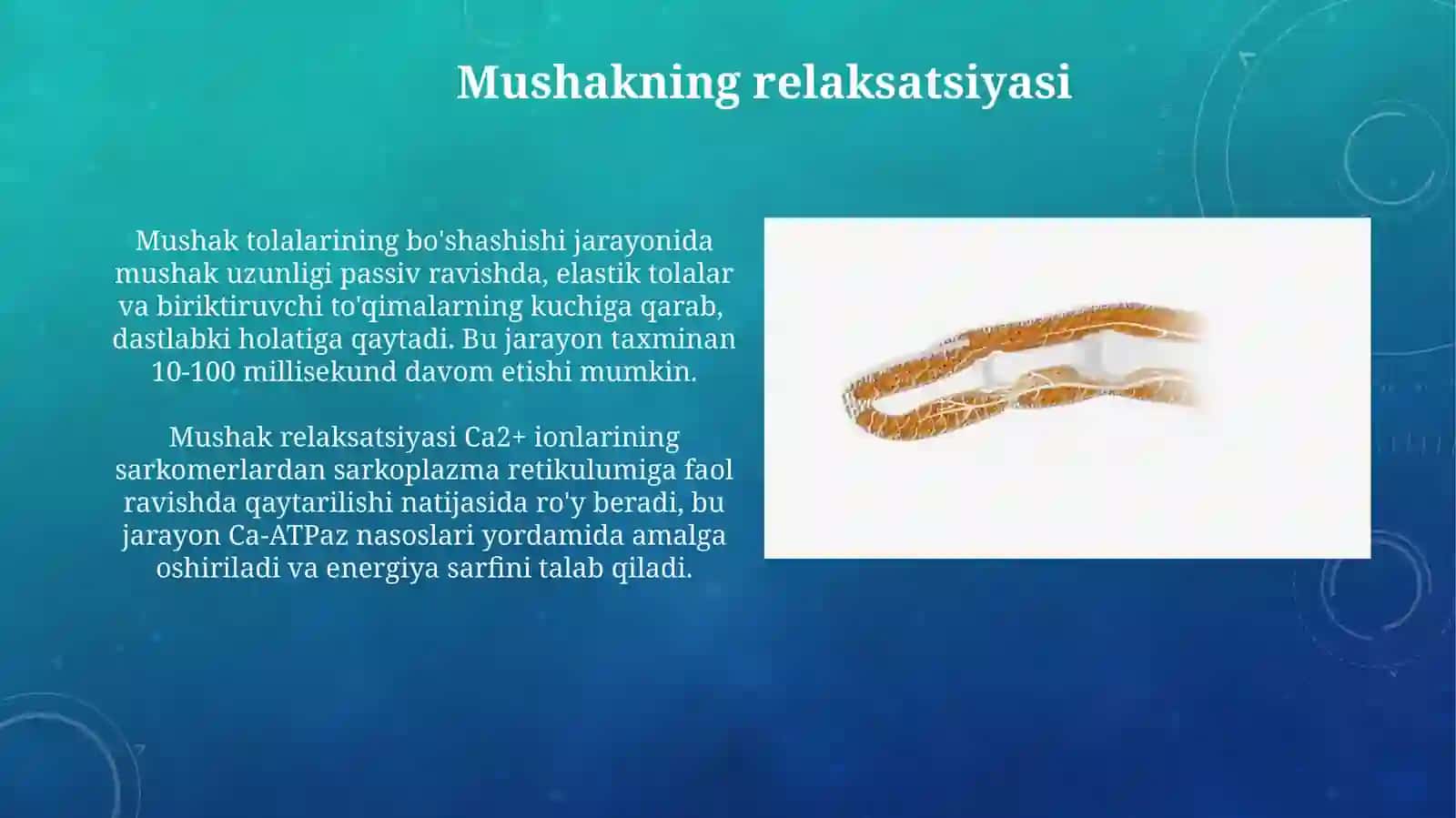 Mushak qisqarish mexanizmining morfologik asoslari 3