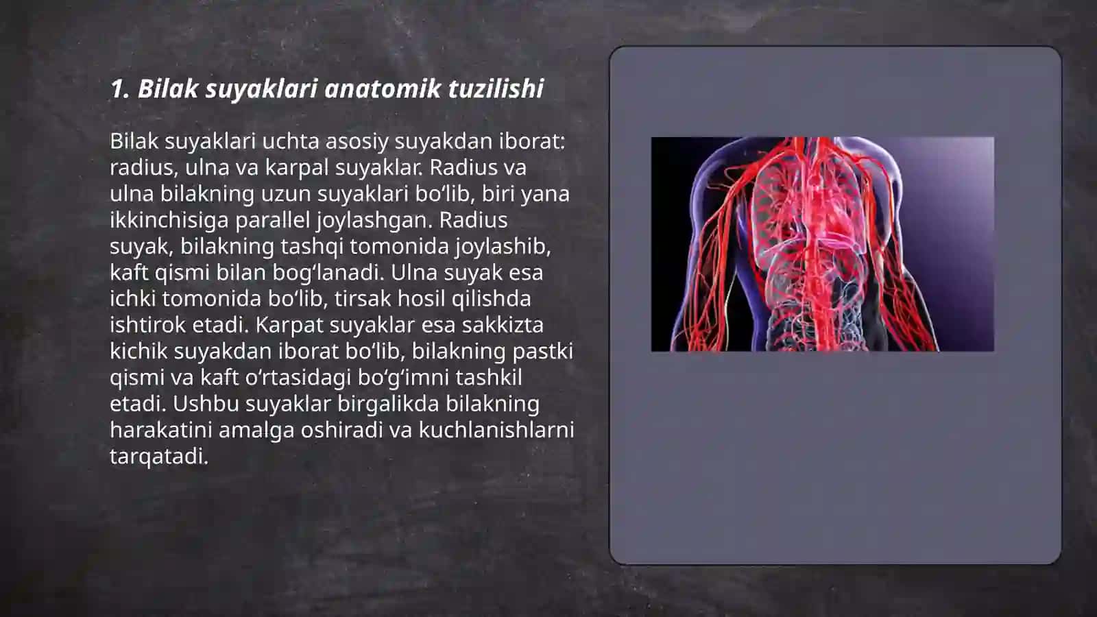 Bilak soxasi topografiyasi anatomiyasi 3