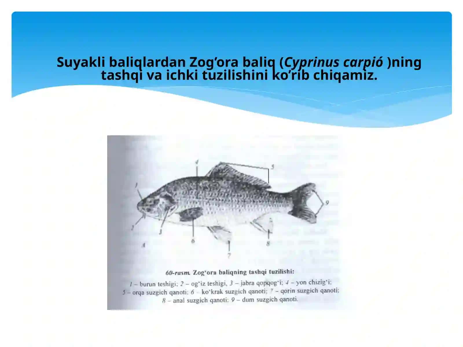 Suyaklibaliqlar 3