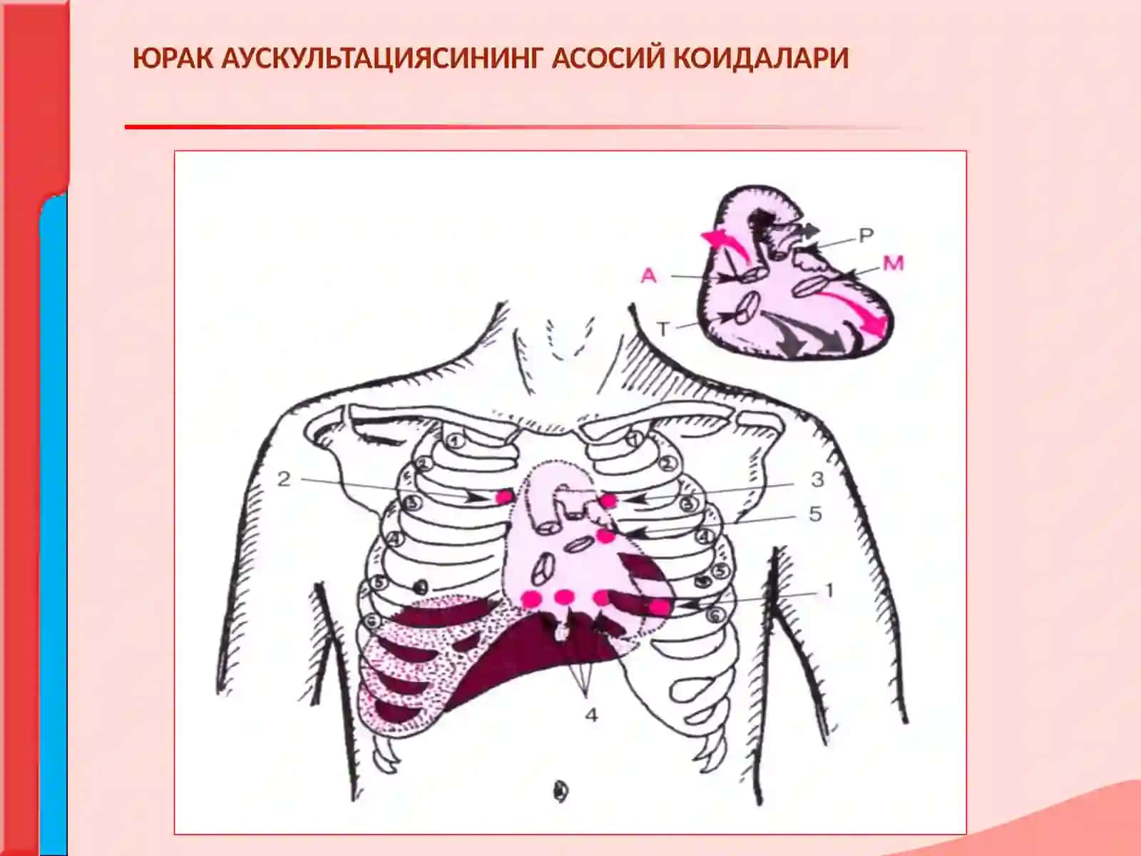 ЮРАК АУСКУЛЬТАЦИЯСИ 3