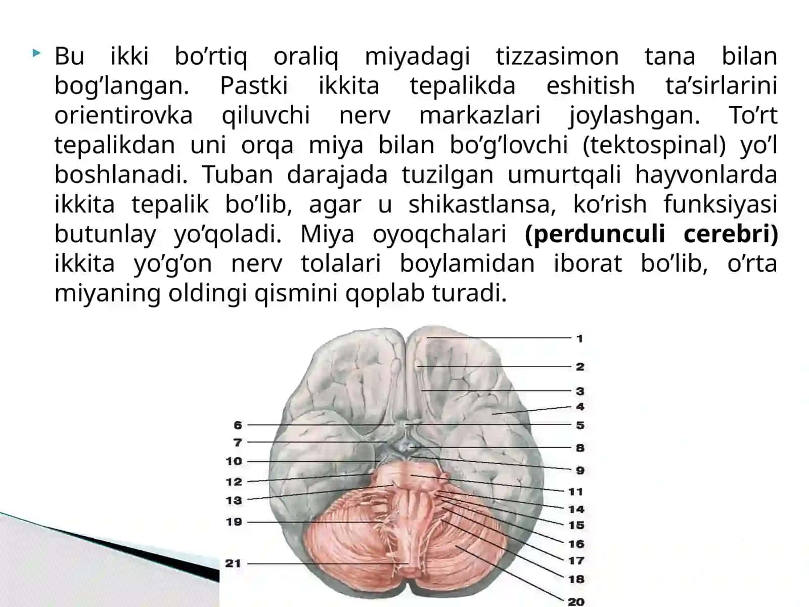 To’rt tepalik bo’rtiqlari 3