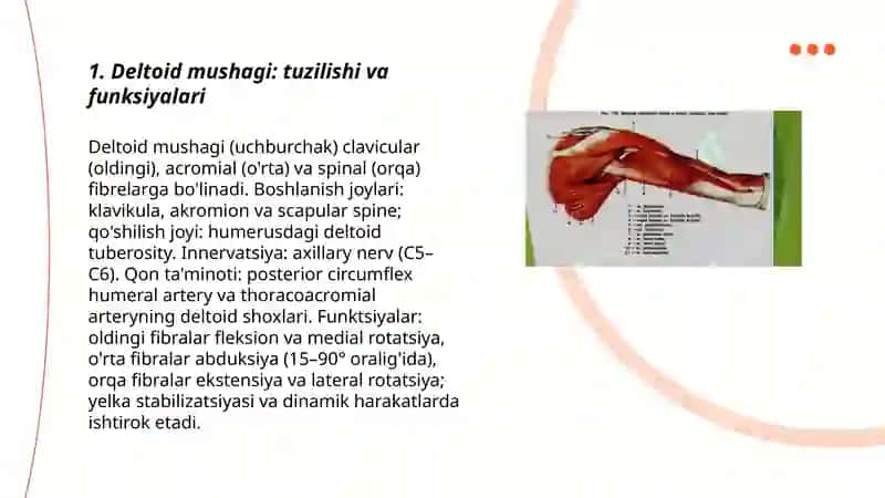 Deltoid mushagi: tuzilishi va funksiyalari 3