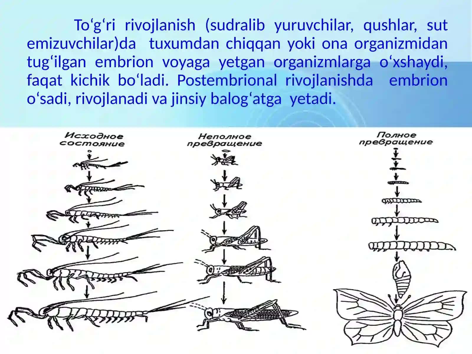 Postembrional rivojlanish 3