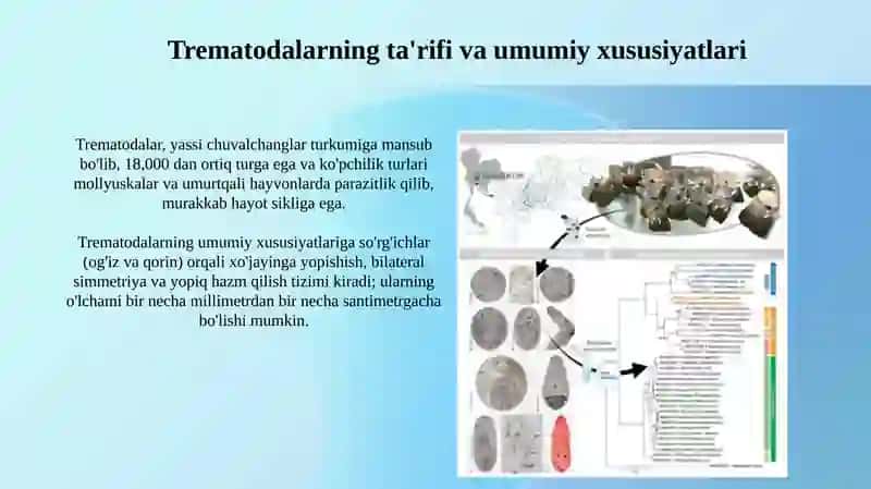 Trematodalar: Umumiy Tavsif va Biologiya 3