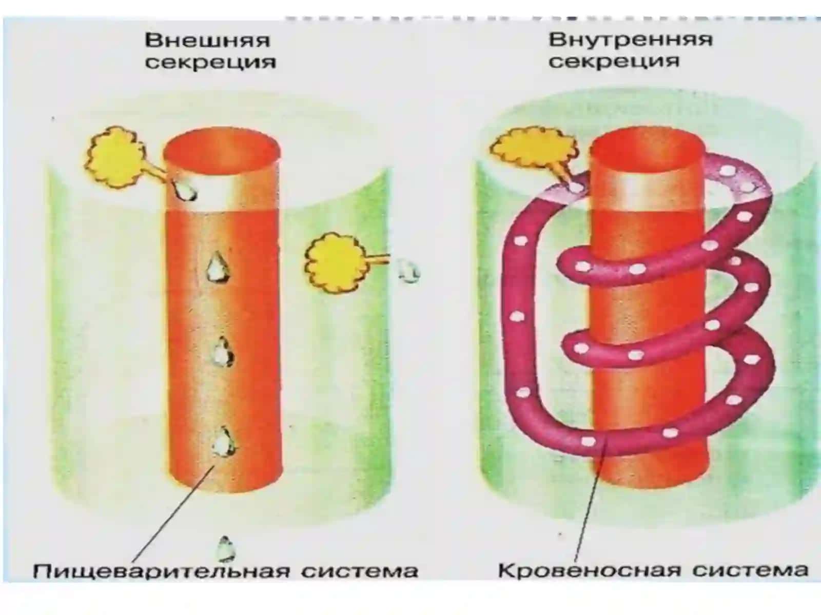 Эндокринная система 3