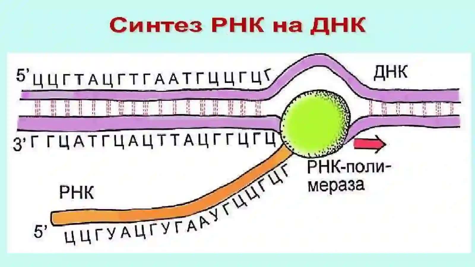 RNKturlari va uning oqsil biosintezidagi roli 3