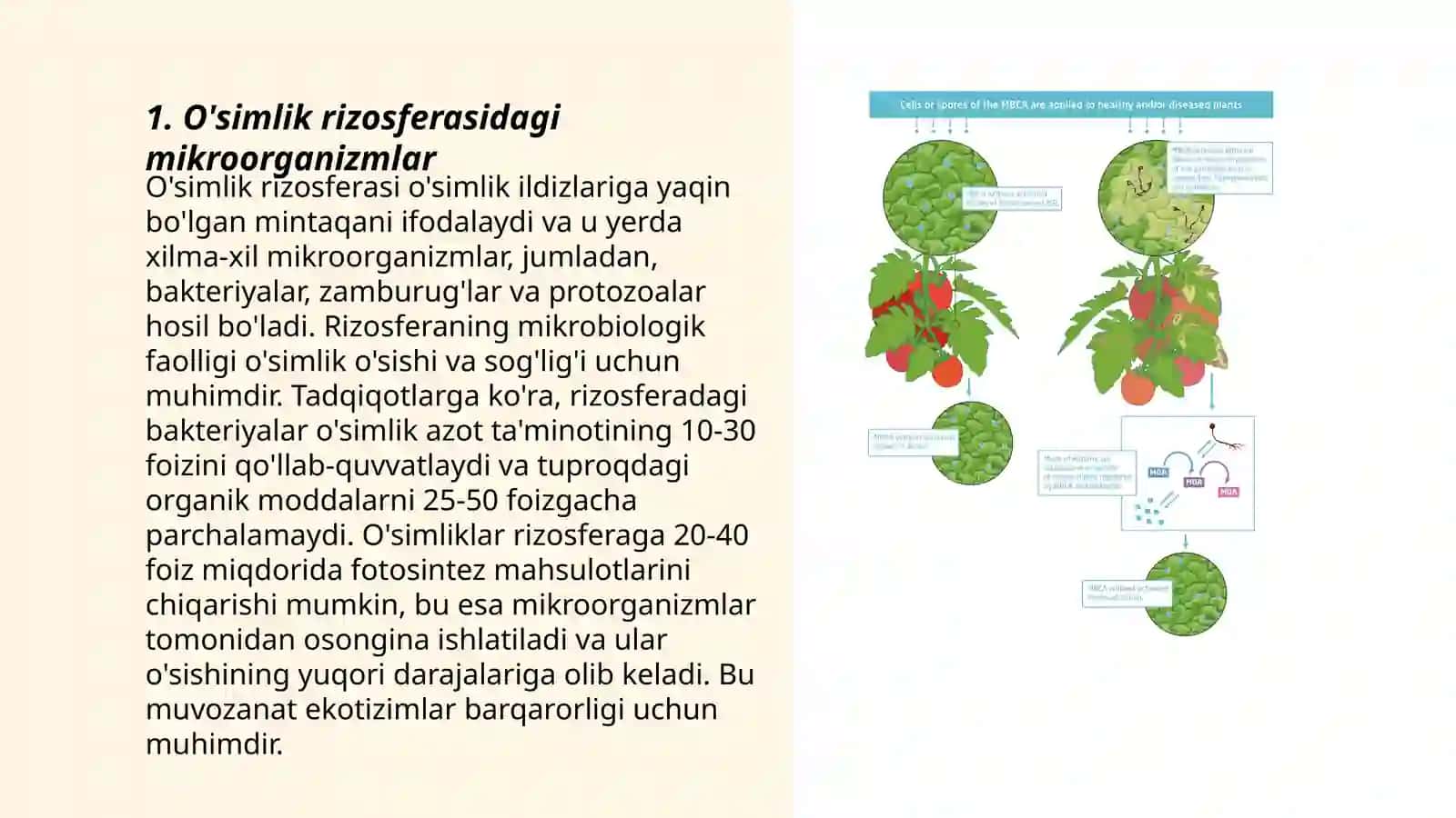 O’simlikning oziqlanishiga mikroorganizmlarning roli 3