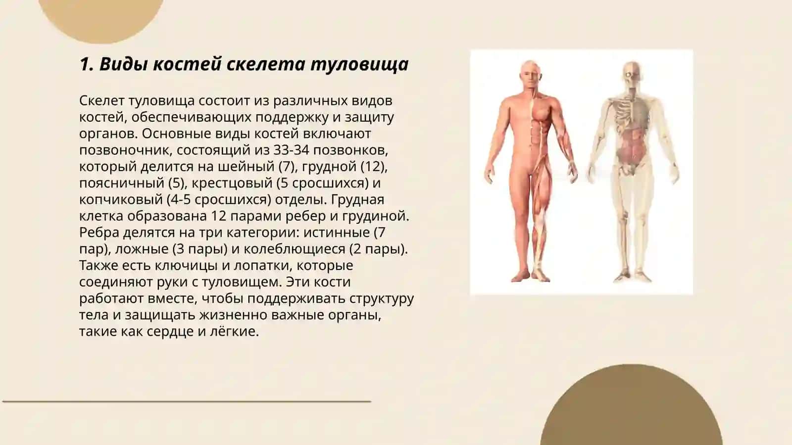 Скелет туловища. Выражение временых отношений в простом предложении 3