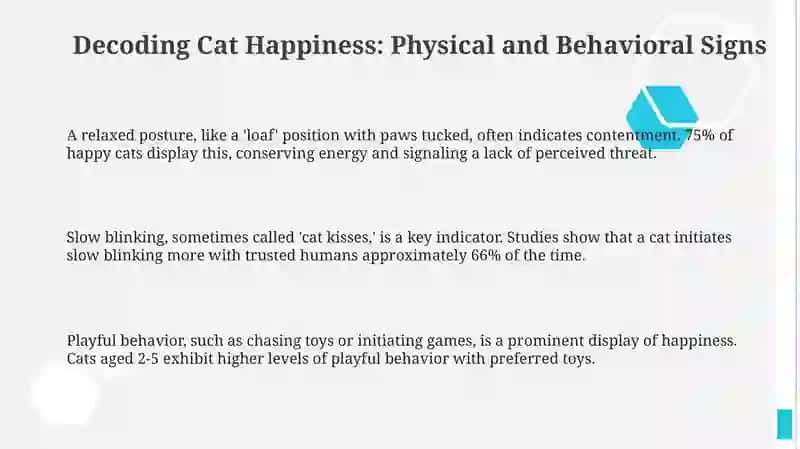 Decoding Cat Bliss 3