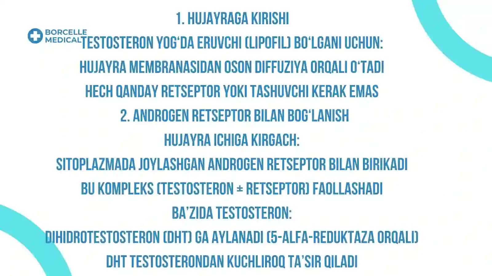 Testosteronning ta’sir mexanizmi (biokimyo nuqtai nazaridan) 3