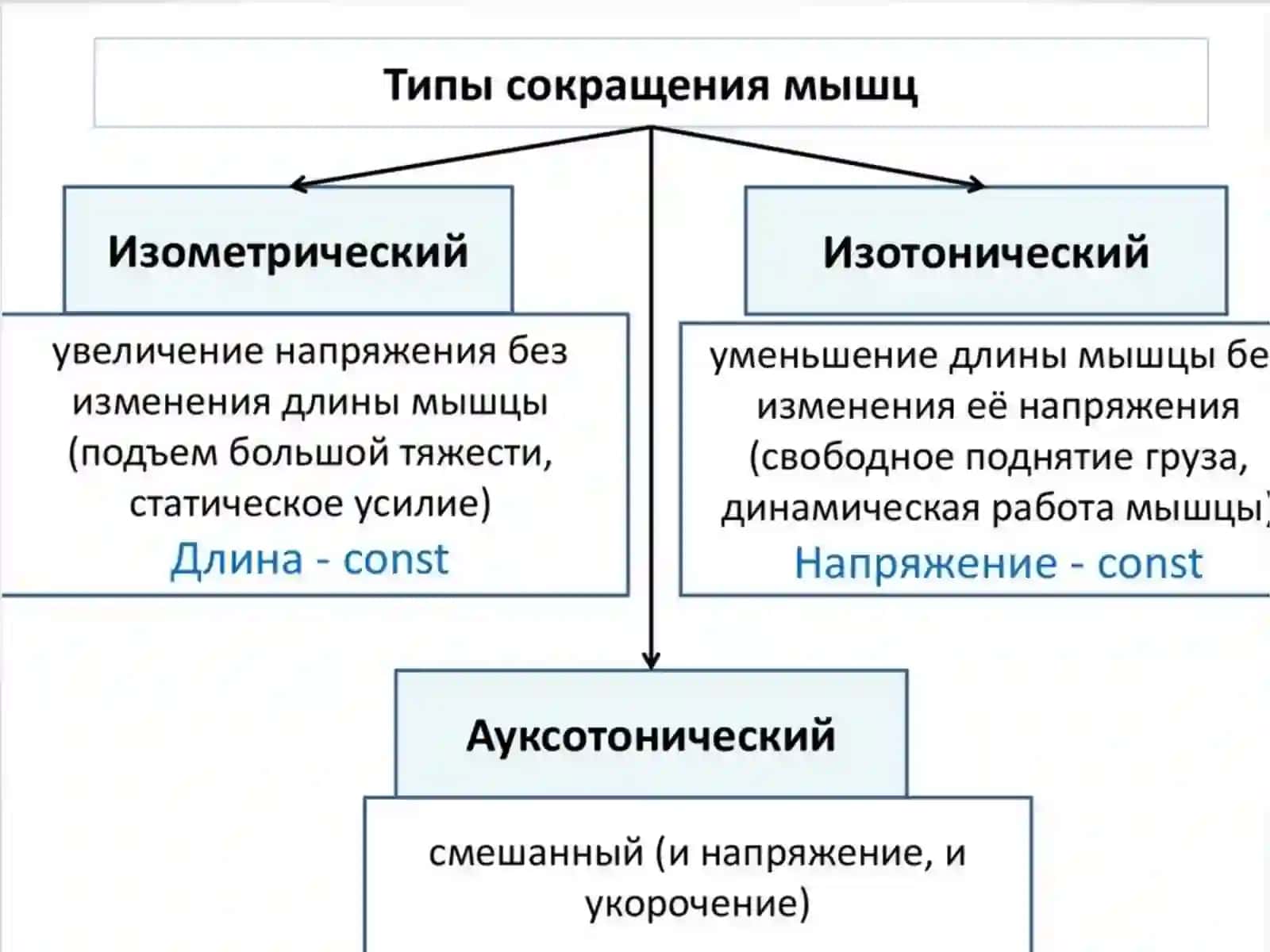 Физиология мышечной тканиМускултукимасифизиологияси 3