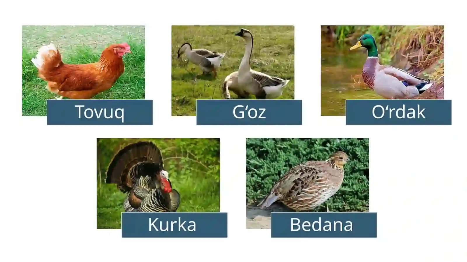 Parrandachilik 3