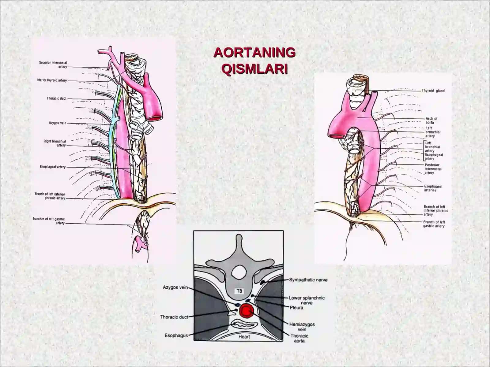 AORTA.TASHQI VA ICHKI UYQU ARTERIYALARI. BOSH SOHASINING QON BILAN TA’MINLANISHI. TANA VA QO’L SOHASINING ARTERIYALARI 3