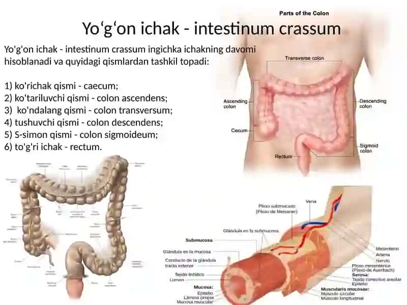 Ingichka va yo’g’on ichaklarning funksional va klinik anatomiyasi. Hazm bezlari- jigar va me’da osti bezi: tuzilishi, klinik ahamiyati. O’t pufagi va o’t chiqaruvchi yo’llari. 3