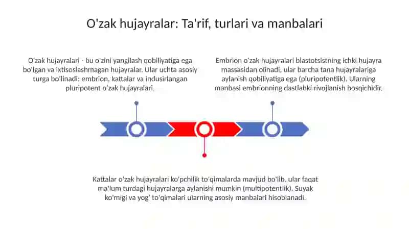 O‘zak hujayralar 3