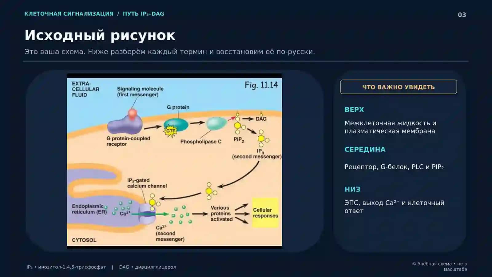 МЕДИЦИНСКАЯ БИОЛОГИЯ • КЛЕТОЧНАЯ СИГНАЛИЗАЦИЯ 3